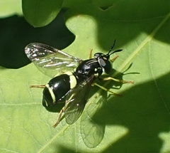 Chrysotoxum bicinctum