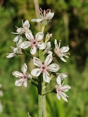 Lysimachia ephemerum