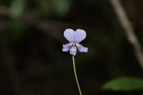 Image of Viola perreniformis by (c) Greg Tasney, some rights reserved (CC BY-SA)