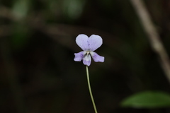 Viola perreniformis