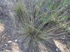 Stipa juncea