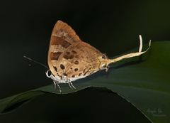 Bindahara phocides