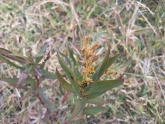 Solidago chilensis