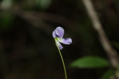 Viola perreniformis