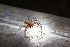 Phintella abnormis