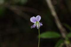 Viola perreniformis