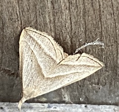 Macrochilo absorptalis