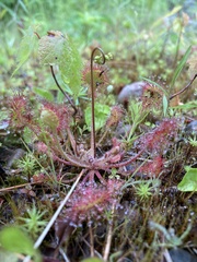 Drosera rotundifolia