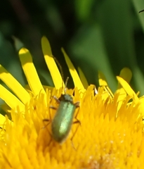 Chrysanthia geniculata