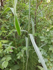 Phalaris arundinacea picta
