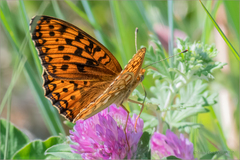 Argynnis niobe