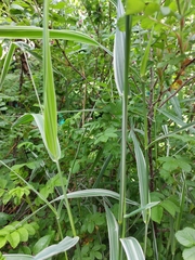 Phalaris arundinacea picta