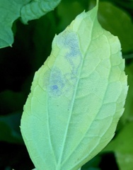 Liriomyza philadelphivora