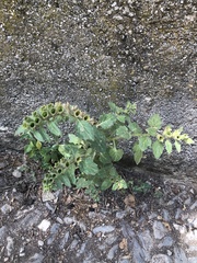 Hyoscyamus
