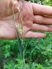 Phalaris arundinacea picta