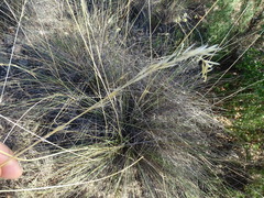 Stipa juncea
