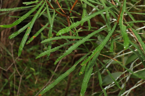 Image of Banksia collina by (c) Greg Tasney, some rights reserved (CC BY-SA)