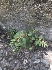 Hyoscyamus