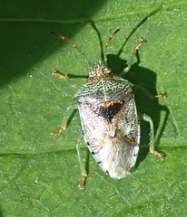 Acanthosoma denticaudum