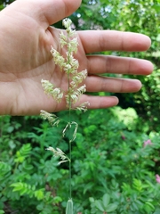 Phalaris arundinacea picta