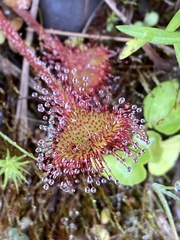 Drosera rotundifolia