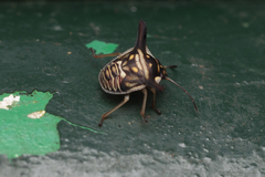 Alcimocoris coronatus
