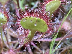 Drosera rotundifolia image