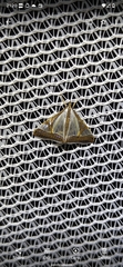 Agrioglypta eurytusalis