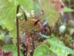 Drosera rotundifolia