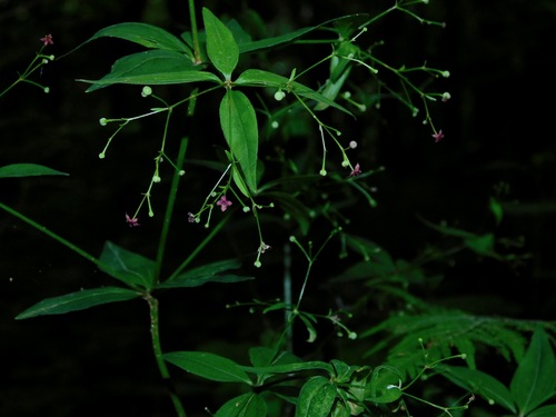 Galium latifolium Michx.