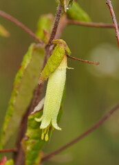 Correa reflexa lobata