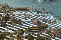 Petroscirtes fallax