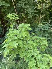 Acer platanoides