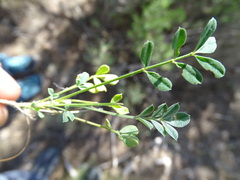 Hippocrepis squamata