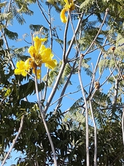 Handroanthus coronatus