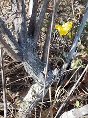 Handroanthus coronatus