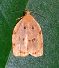 Archips rileyana