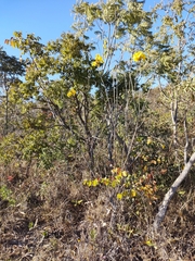 Handroanthus coronatus