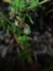 Crassula decumbens