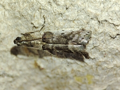Pseudacrobasis tergestella