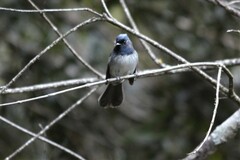 Trochocercus cyanomelas cyanomelas
