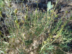 Plantago sempervirens