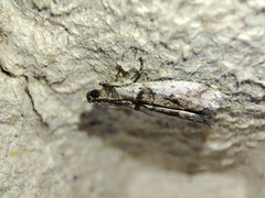 Pseudacrobasis tergestella