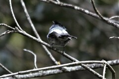 Trochocercus cyanomelas cyanomelas