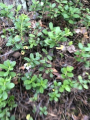 Vaccinium vitis-idaea