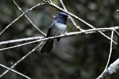Trochocercus cyanomelas cyanomelas