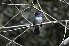 Trochocercus cyanomelas cyanomelas