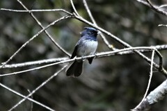 Trochocercus cyanomelas cyanomelas