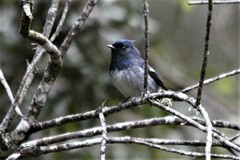 Trochocercus cyanomelas cyanomelas
