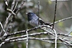 Trochocercus cyanomelas cyanomelas